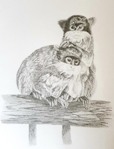 Graphite, Emperor Tamarins.